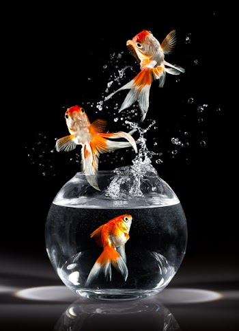 goldfishs jumps upwards from an aquarium on a dark background