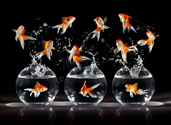 goldfishs jumps upwards from an aquarium on a dark background