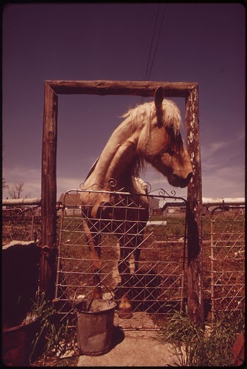 "Goldie". Owner is David Frazer, | Free Photo - rawpixel