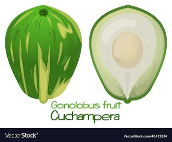 gonolobus fruit cuchampera