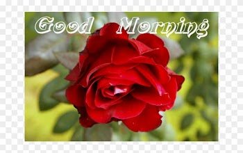 Good Morning Red Roses