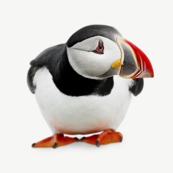 Goofy Puffin collage element psd | Free PSD - rawpixel