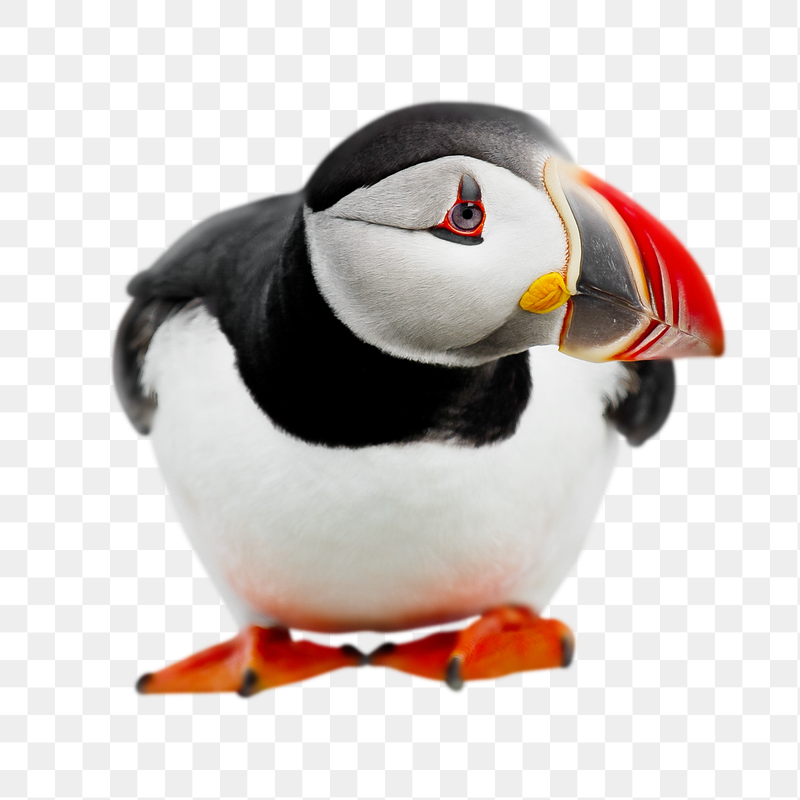 Goofy Puffin png sticker, transparent | Free PNG - rawpixel