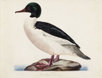 Goosander, male, 1834, Magnus Von | Free Photo - rawpixel