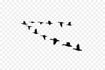 Goose Bird Duck Vector graphics Image - circle of friends 