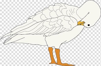 Goose Bird , White ducks transparent background PNG clipart