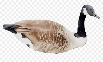 Goose Duck Fauna Feather Beak -  