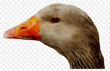 Goose Duck Fauna Neck Beak -  