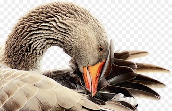 Goose, Duck, Mallard, Bird, Beak PNG