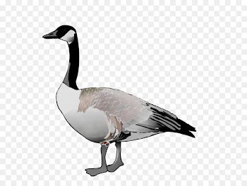 Goose Duck Minnesota State Poultry Association Hutchinson, MN ThePerryNews -  