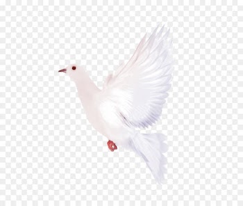 Goose Feather Wing Beak Neck - White Dove Clipart 