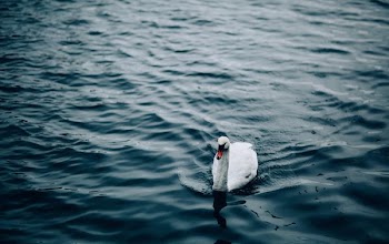 goose in body of water