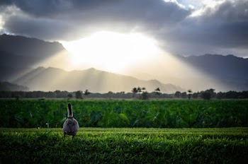 Goose On Grass