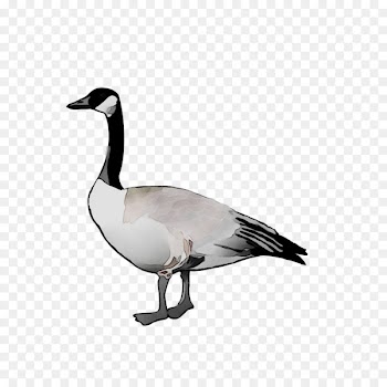 Goose Seaducks Fauna Feather -  