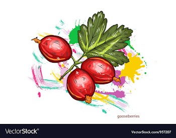 Gooseberries with colorful splashes vector image