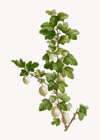 Gooseberry bush | Free stock vector - 568572