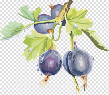 Gooseberry Frutti di bosco Bilberry Blueberry Blackcurrant, Cranberry fruit cherry blackberry transparent background PNG clipart