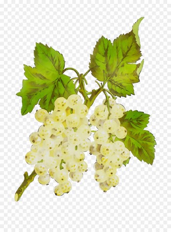 Gooseberry Grape leaves -  