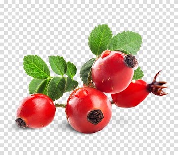 Gooseberry Rose hip Zante currant Dog-rose Tea, Rose Oil transparent background PNG clipart