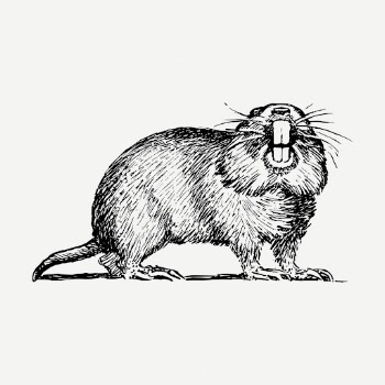 Gopher drawing clipart, animal illustration | Free PSD - rawpixel