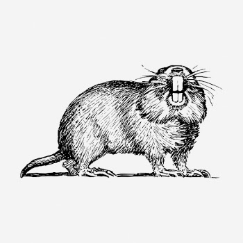 Gopher hand drawn illustration. Free | Free Photo - rawpixel