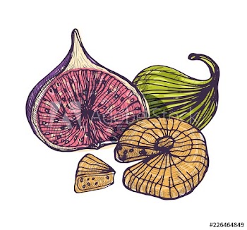 Gorgeous botanical drawing of tasty fresh and dried fig isolated on white background