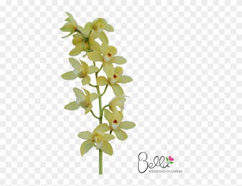 Gorgeous Fresh Yellow Cymbidium Orchids Are A Timeless - Wedding