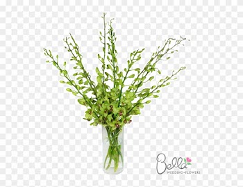 Gorgeous Green Dendrobium Orchids Are Exotic And Beautiful - Wedding