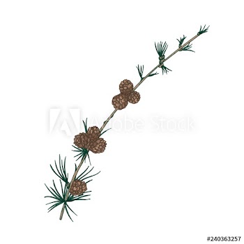 Gorgeous natural drawing of larch branch with needle-like foliage and cones