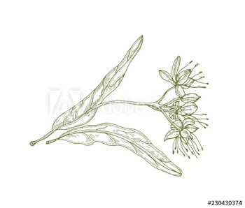 Gorgeous outline drawing of linden leaves and flowers or inflorescence