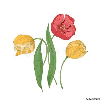 Gorgeous tulip flowers isolated on white background