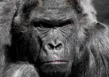 Gorilla Animal