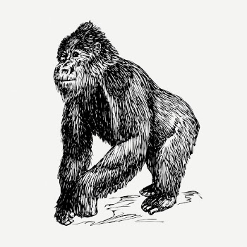 Gorilla clipart, vintage illustration psd. | Free PSD Illustration - rawpixel