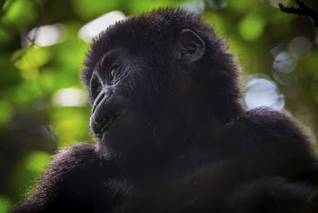 Gorilla in forest, wildlife image. | Free Photo - rawpixel