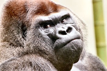 Gorilla-LincolnPark-01b.jpg