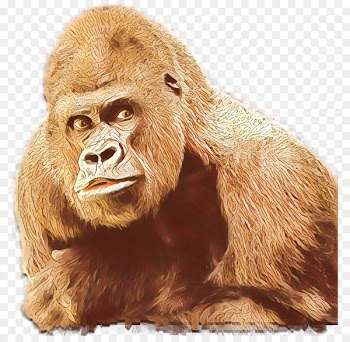 Gorilla, Orangutan, Monkey, Vertebrate, Mammal PNG