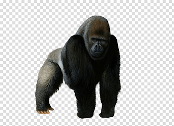 gorilla png - Free PNG Images | TOPpng