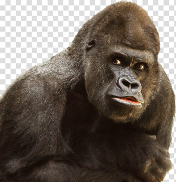 Gorilla PNG Image - PngPix