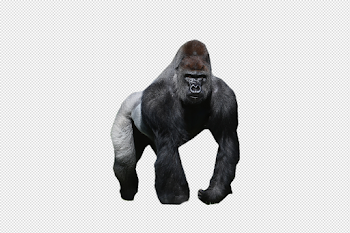 Gorilla PNG Image - PurePNG | Free transparent CC0 PNG Image Library