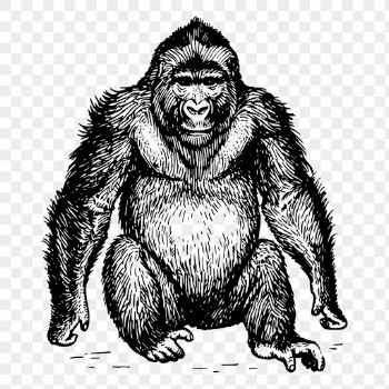 Gorilla png, wild animal drawing | Free PNG - rawpixel