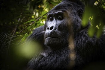 Gorilla's face closeup, animal background. | Free Photo - rawpixel