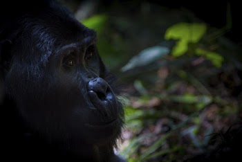 Gorilla's face closeup, animal background. | Free Photo - rawpixel