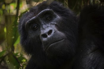 Gorilla's face closeup, animal background. | Free Photo - rawpixel