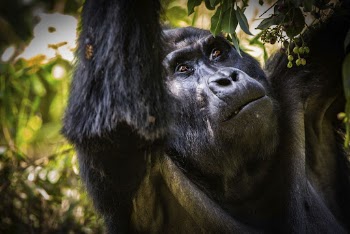 Gorilla's face closeup, animal background. | Free Photo - rawpixel