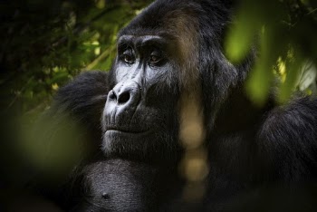 Gorilla's face closeup, wildlife background. | Free Photo - rawpixel