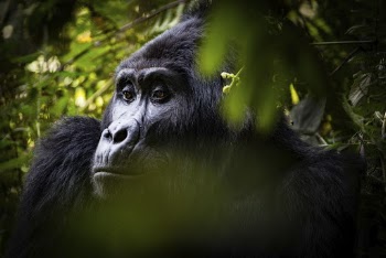 Gorilla's face closeup, wildlife background. | Free Photo - rawpixel