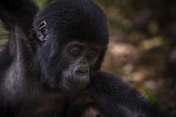 Gorilla's face closeup, wildlife background. | Free Photo - rawpixel
