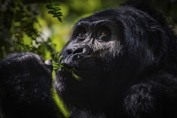 Gorilla's face closeup, wildlife background. | Free Photo - rawpixel