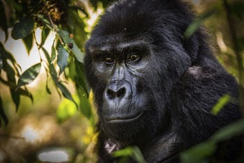 Gorilla's face closeup, wildlife background. | Free Photo - rawpixel