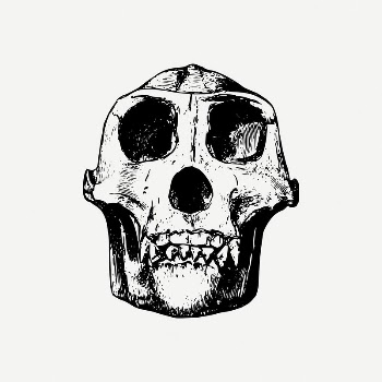 Gorilla skull collage element, dead | Free PSD Illustration - rawpixel